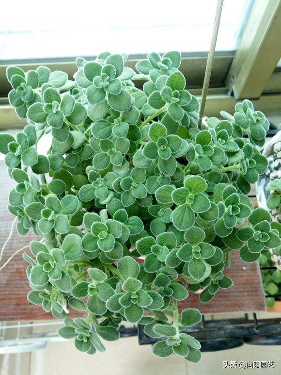 碰碰香怎么扦插，碰碰香的繁殖方法（15天长成“绿皮球”）