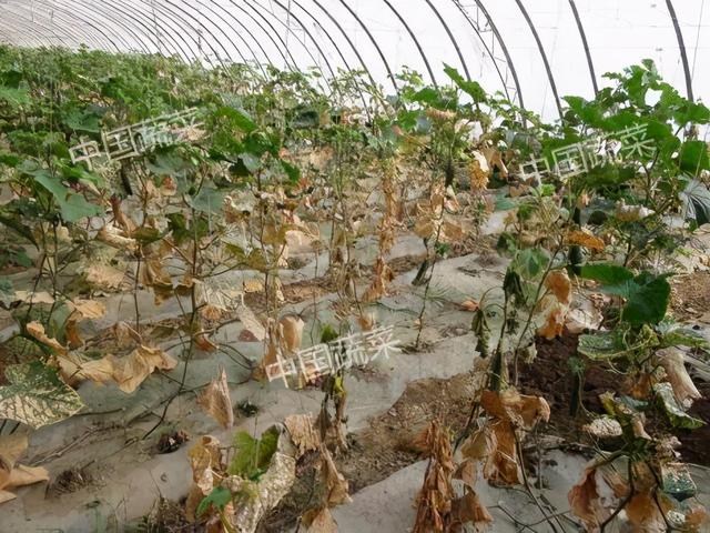 关于蚯蚓的资料，蚯蚓到底是益虫还是害虫