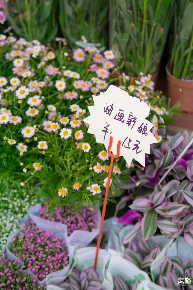 深圳哪里好玩又便宜，深圳哪里好玩又便宜的地方（《11月深圳打卡指南》来了）
