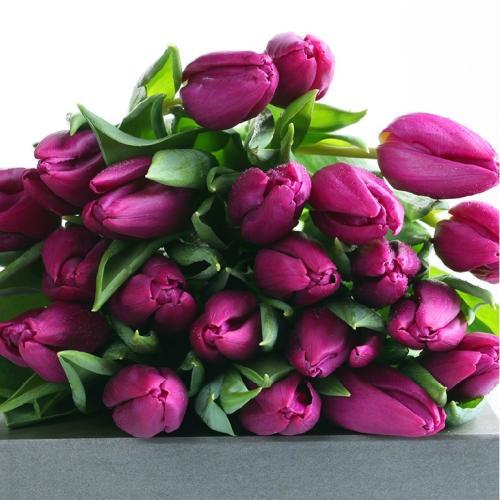 为什么不能送郁金香，郁金香千万不能乱送吗（“七七\