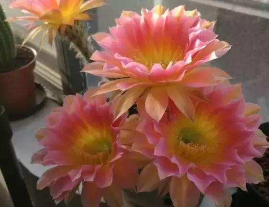 绿萝好养吗,绿萝怎样栽培(绿萝竟然排在倒数第1) 绿萝好养吗,绿萝怎样栽培(绿萝竟然排在倒数第1)