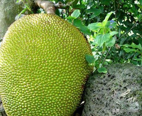 菠萝蜜种子怎么吃，菠萝蜜籽怎么吃（吃菠萝蜜留下“籽”）