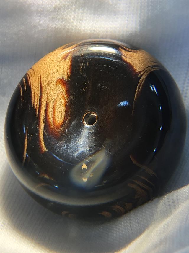 金丝柳，“金珊瑚”和“金丝柳”的替代品（金丝柳图片）