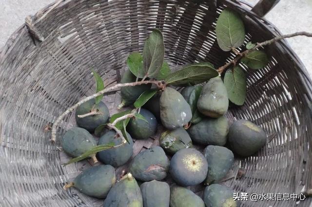 醋柳果的功效与作用，醋柳果的功效与作用及禁忌（国内有哪些小众特色水果）