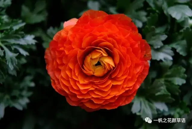 花毛茛，花毛茛<Ranunculus（花毛茛的花语）