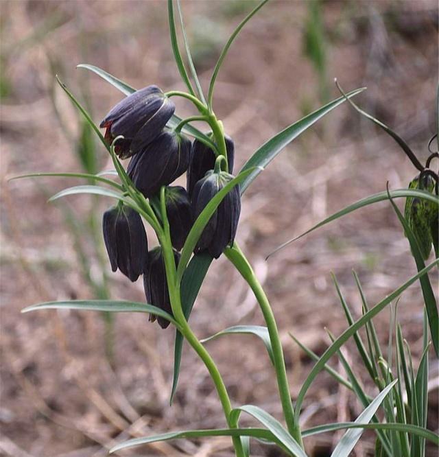 川贝植物长什么样子图片,川贝母生长在灌丛下,草地,山谷等湿地或岩缝
