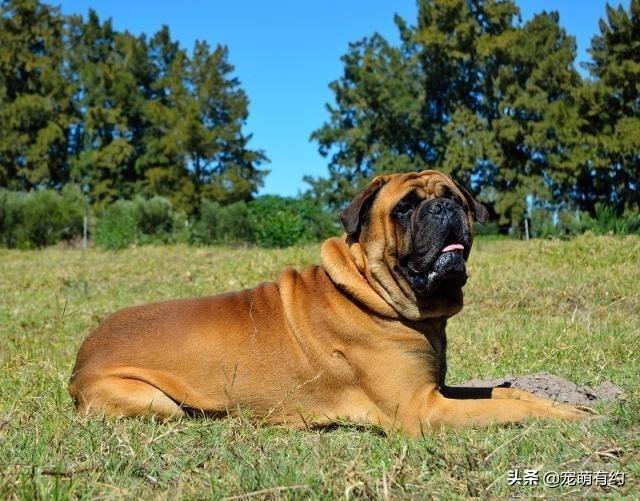 斗牛獒犬，獒犬的力量及速度于一身（斗牛犬价格）