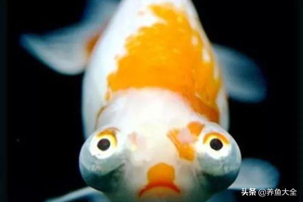 金鱼都有什么品种，金鱼有多少种品种（高颜值金鱼，养金鱼就选这些）