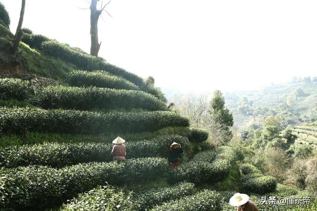 龙井茶产地在哪里，龙井茶的产地是哪里（不同产区有啥不一样）