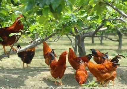 今日全国柴鸡批发价格行情，贵州哪里有土鸡批发的（土鸡养殖技术方法大全）