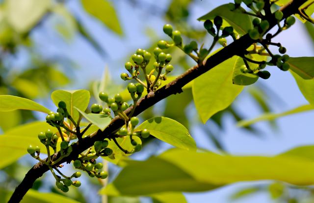 木姜子哪些人不能吃，木姜子能吃吗（“宝藏植物”木姜子）