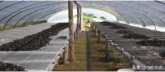 湿木耳能放多久，超市买的湿木耳能放多久（黑木耳高产栽培采收、加工关键技术）