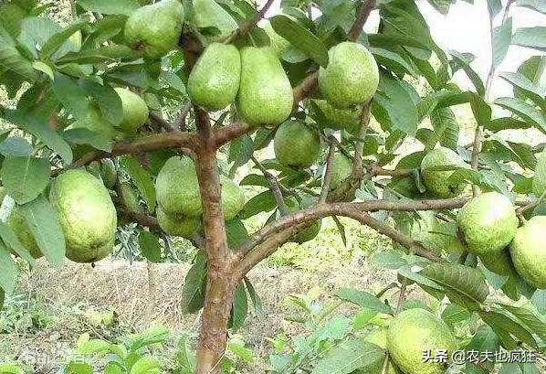 番石榴的功效与作用，亩产达9000斤（番石榴的功效与作用、禁忌和食用方法）