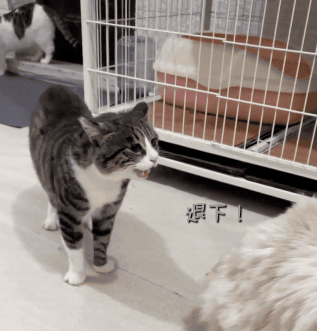 狸花猫是土猫吗，狸猫是土猫吗（那些年嘲笑狸花是小土猫的人）