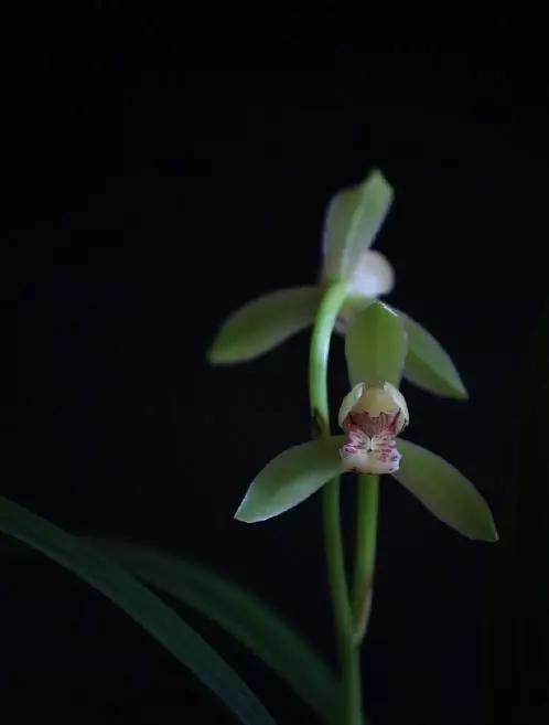 喝红酒适合发朋友圈的句子，喝红酒适合发朋友圈的句子简短（品红酒感悟人生的说说）