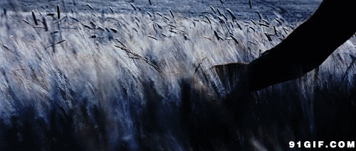 爱莫能助的莫是什么意思，爱莫能助是什么意思（带我们走进千年之美的《诗经》）