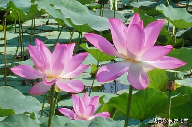 李白为什么叫青莲居士，诗仙 诗圣 诗佛 诗鬼（李白为什么称自己为）