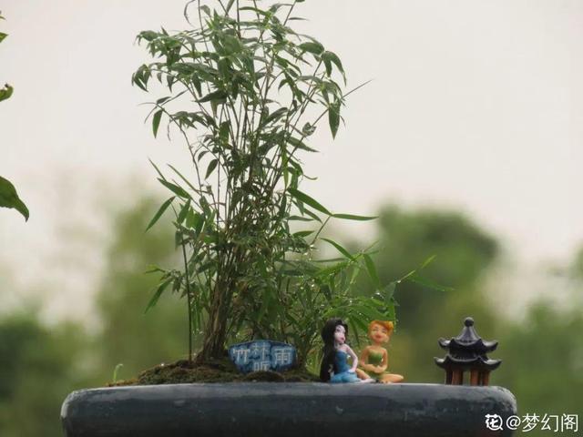 枸杞根的功效与作用，枸杞根的作用与功效（明年呼呼长成小盆栽）