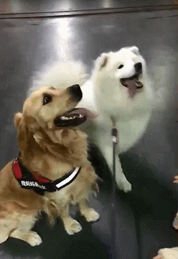 折耳狗是什么品种，中华田园犬折耳好还是竖耳好（​这是一只“折耳”萨摩耶）