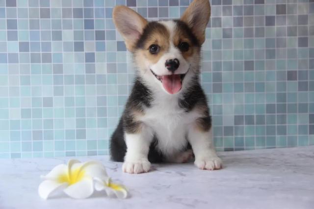 金毛犬，6种狗狗小时候和长大的对比（金毛犬的优缺点及性格）