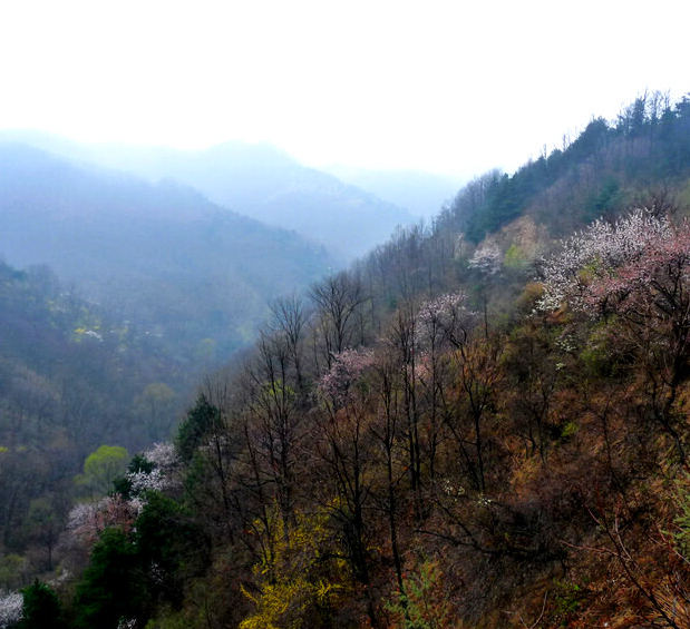 西岳是什么山，西岳是什么山名（“山东”和“山西”都有“山”）