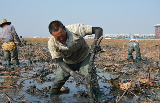 黄鳝和泥鳅哪个更营养，黄鳝营养价值高还是泥鳅营养价值高（如今养殖的35元1斤）