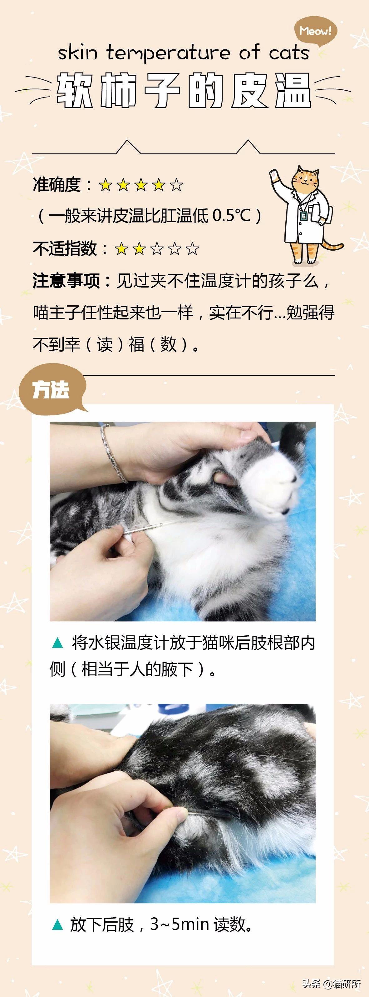 猫正常体温(猫咪发烧摸哪个部位最明显)