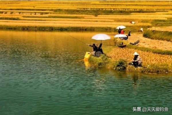 秋季钓鱼的技巧和方法，秋季钓鱼的技巧和方法简单（注意这四个技巧变化）