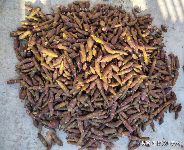 卜留克是芜菁甘蓝,又名土苤蓝,洋蔓菁,羊蔓菁,洋疙瘩,洋大头菜.