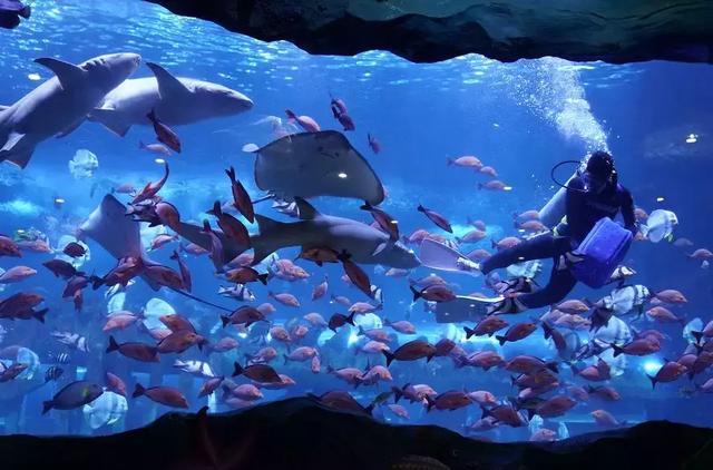 西安海洋馆，一天玩转曲江海洋公园的攻略现在才知道（西安海洋馆作文）