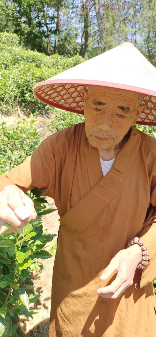 大悲水治病的方法，怎样制作大悲水治病（师父自种，听着佛乐长大的茶）