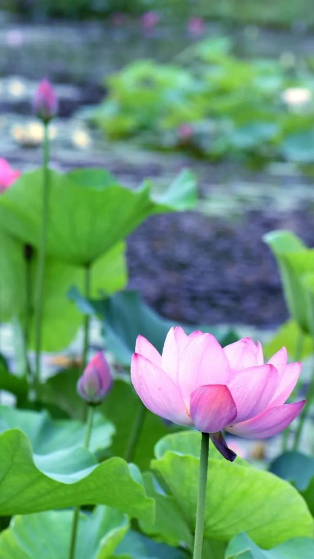 微山湖有哪些景区值得去玩，微山湖哪个景区最值得去（坐拥130000亩荷塘）