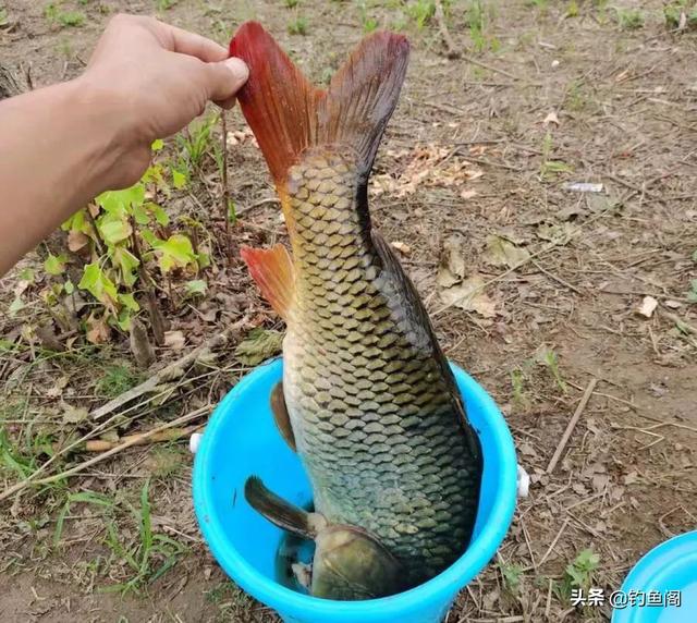 新手怎么学习钓鱼，快速学会钓鱼（应该要知道的5个真相）