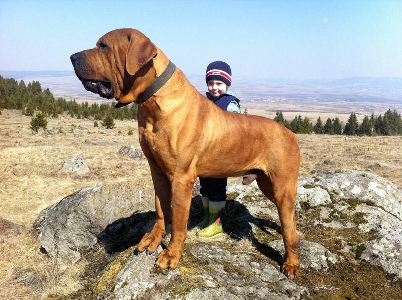 土佐犬的历史和来历