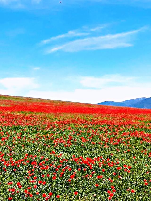 因素花（罂粟花栽培，种植罂粟花是什么行为（浪漫山野的野罂粟花）