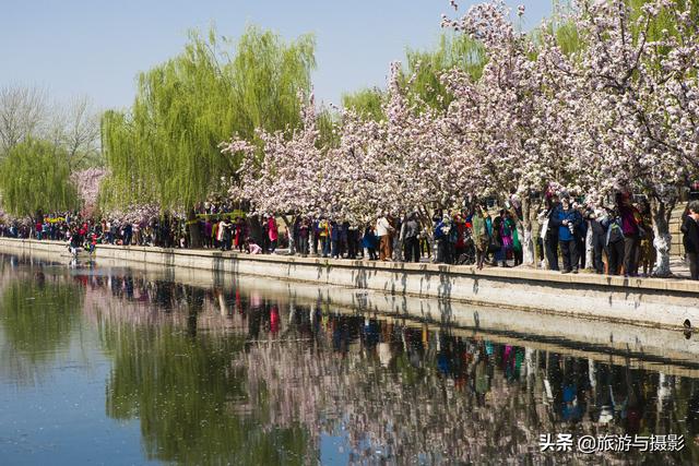 海棠花古诗美图38首