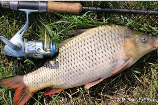 掌握钓鲤鱼关键技巧与必备条件，轻松提升上钩率