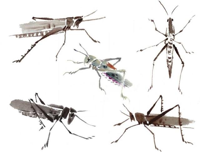 蜻蜓简笔画，蜻蜓简笔画彩色（老艺术家教你几个画法）