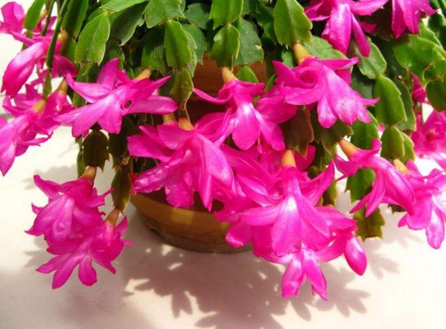 蟹爪兰怎么修剪，蟹爪兰什么时候修剪最好（蟹爪兰度夏“破败不堪”）