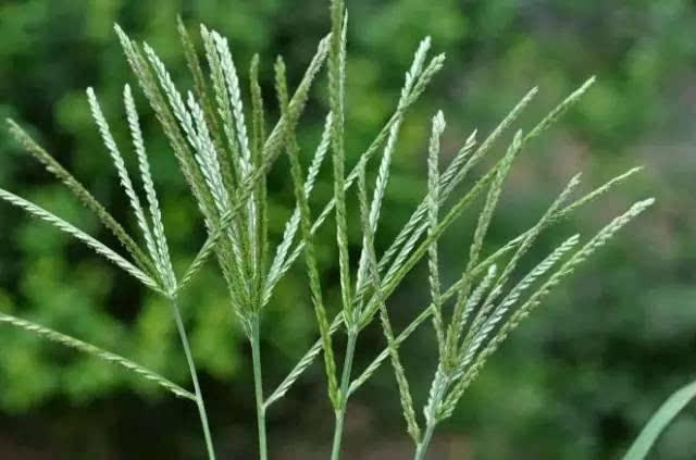 如何斗蟋蟀，如何斗蟋蟀视频（拿着斗蟋蟀是绝配）