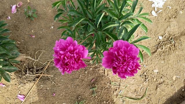 什么什么的故事600字作文，以什么故事作文600字（照片里的故事）