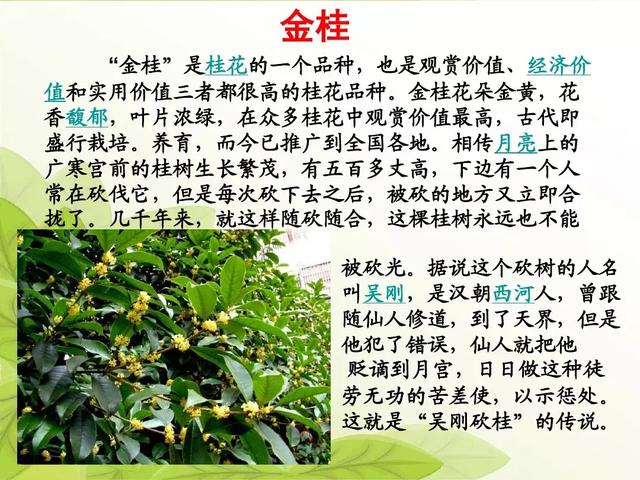 汉字松的组词，松的组词（部编版二年级语文上册识字2《树》知识点+图文解读）