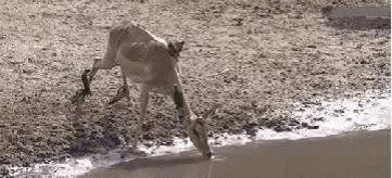 关于鳄鱼的资料，鳄鱼速度18km/h