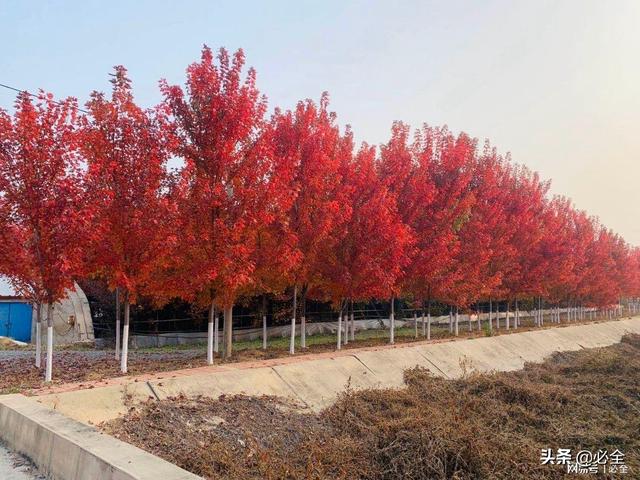 火焰南天竹，小丑火棘图片（是拉动今后苗木市场的重要力量）