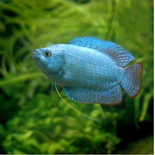 蓝牡丹多少钱一包(蓝色的观赏鱼到底有多少) - 价格百科