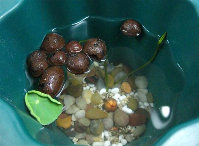 无土水培碗莲发芽后怎么养，无土水培碗莲的种植方法和注意事项（情况换水避免腐烂）