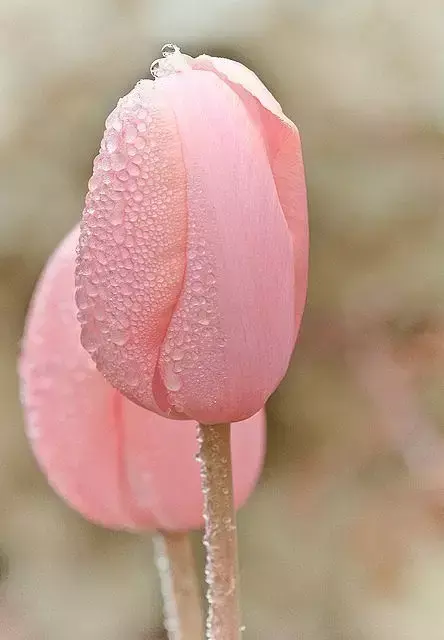 各种花开放的时间（100种常见花的花开时间附图）