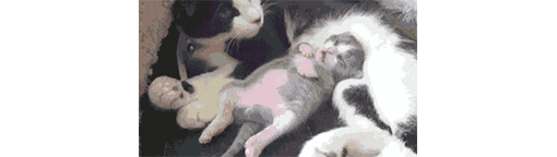 梦见杀了猫是什么意思，梦见杀了猫是什么意思啊（会梦到铲屎官吗）