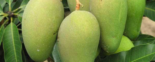 种植芒果方法，芒果如何种植技术（怎么种芒果）