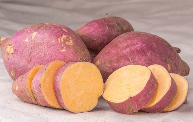 泰迪吃什么食物好，泰迪吃什么食物最好（泰迪越吃越健康）